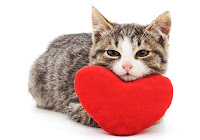 San Valentín gatuno