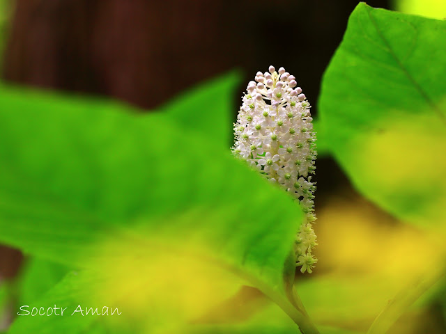 Phytolacca japonica