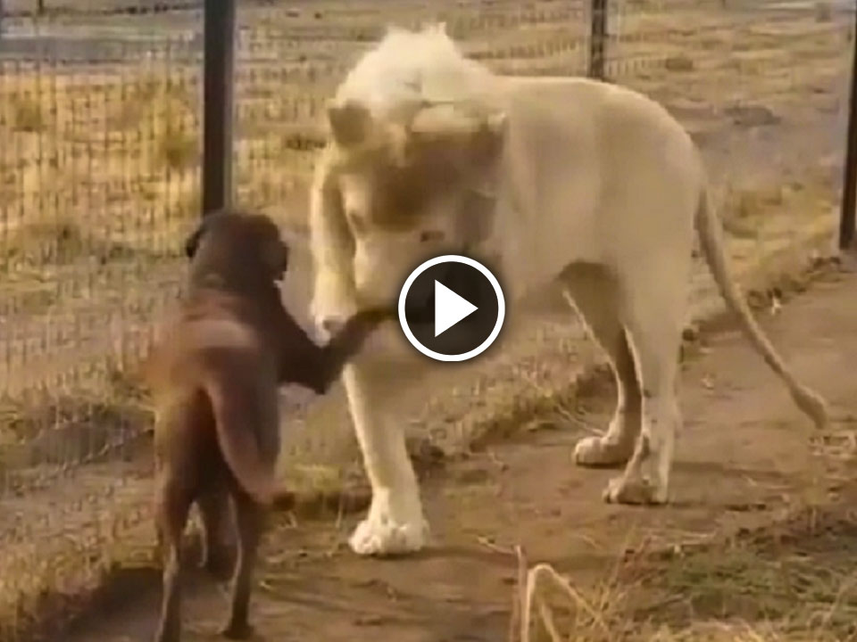 Viral video of beautiful friendship beween Dog and Lion