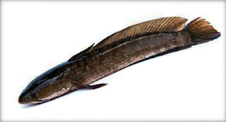 Ikan-Gabus-Striata