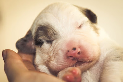 When Can Newborn Puppies See, Smell And Hear ?
