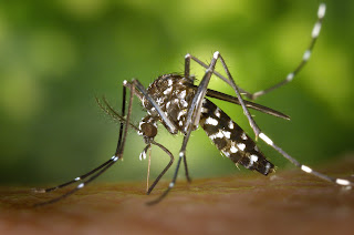 Mosquito causing dengue.