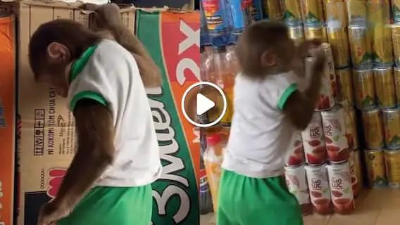 Viral Video: जेब में नोट डालकर शॉपिंग के लिए निकला बंदर, दुकानदार भी रह गया हैरान...