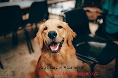 Dog Essay in Assamese