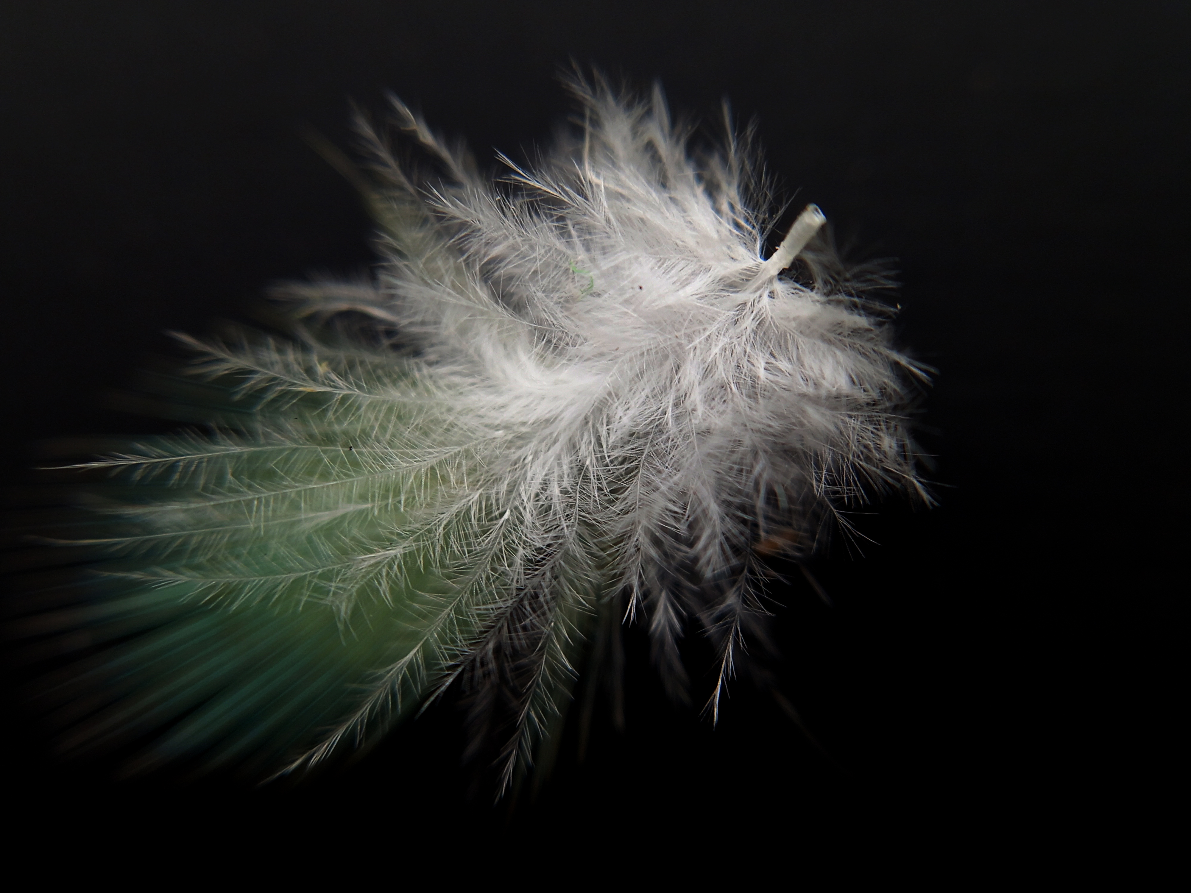 HD Tiny Feather image