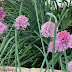 FLOR DEL CEBOLLINO