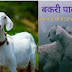 बकरी पालन के लिए सरकार दे रही अनुदान, सस्ते ऋण। Bakri Palan 