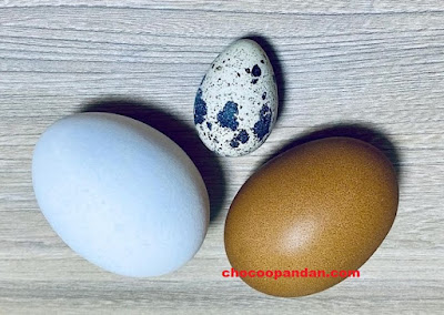 4 Jenis Telur dan Kandungannya yang Harus Kita Tahu-chocoopandan.com