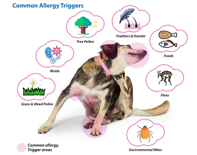 Pet Allergies: Identifying and Managing Allergic Reactions