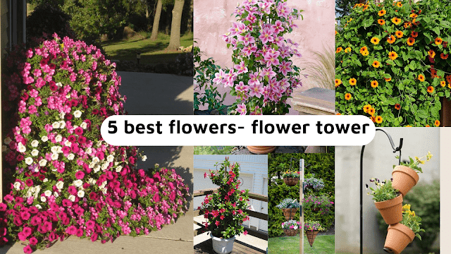 6 types of beautiful balcony flowers