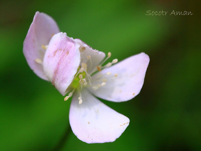 Anemone flaccida