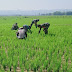 Babinsa Koramil Tambakromo Bantu Petani Di Sawah, Begini Tanggapan Warga