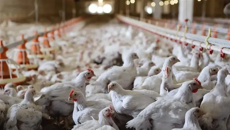 كوريا الجنوبية تعدم 427 ألف دجاجة بعد تفشي انفلونزا الطيور الجديدة