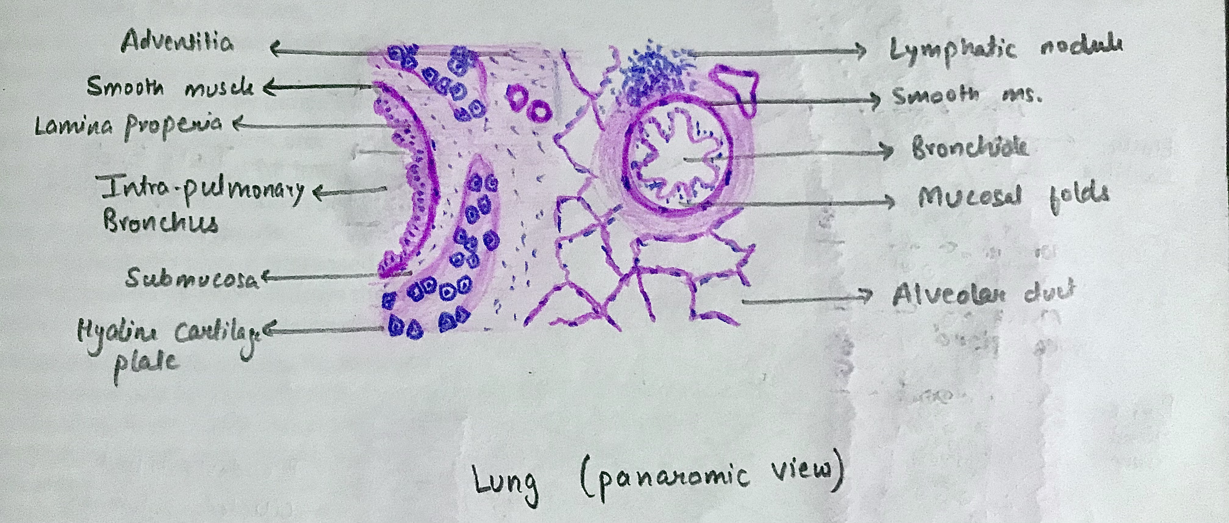 Lung histology