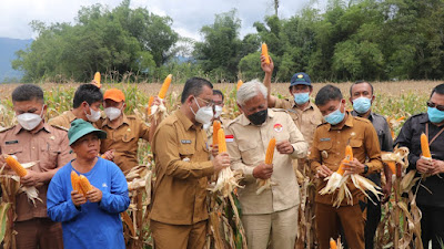 Tak Perlu Lagi Pinjam Biaya Rayakan Nataru, Toba Panen Jagung Perdana di 3 Kecamatan