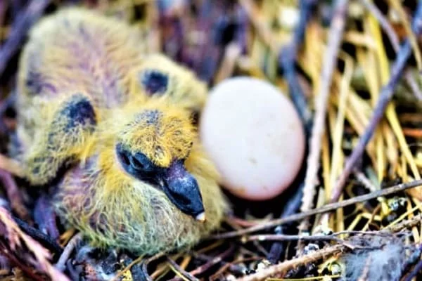 Baby Pigeons