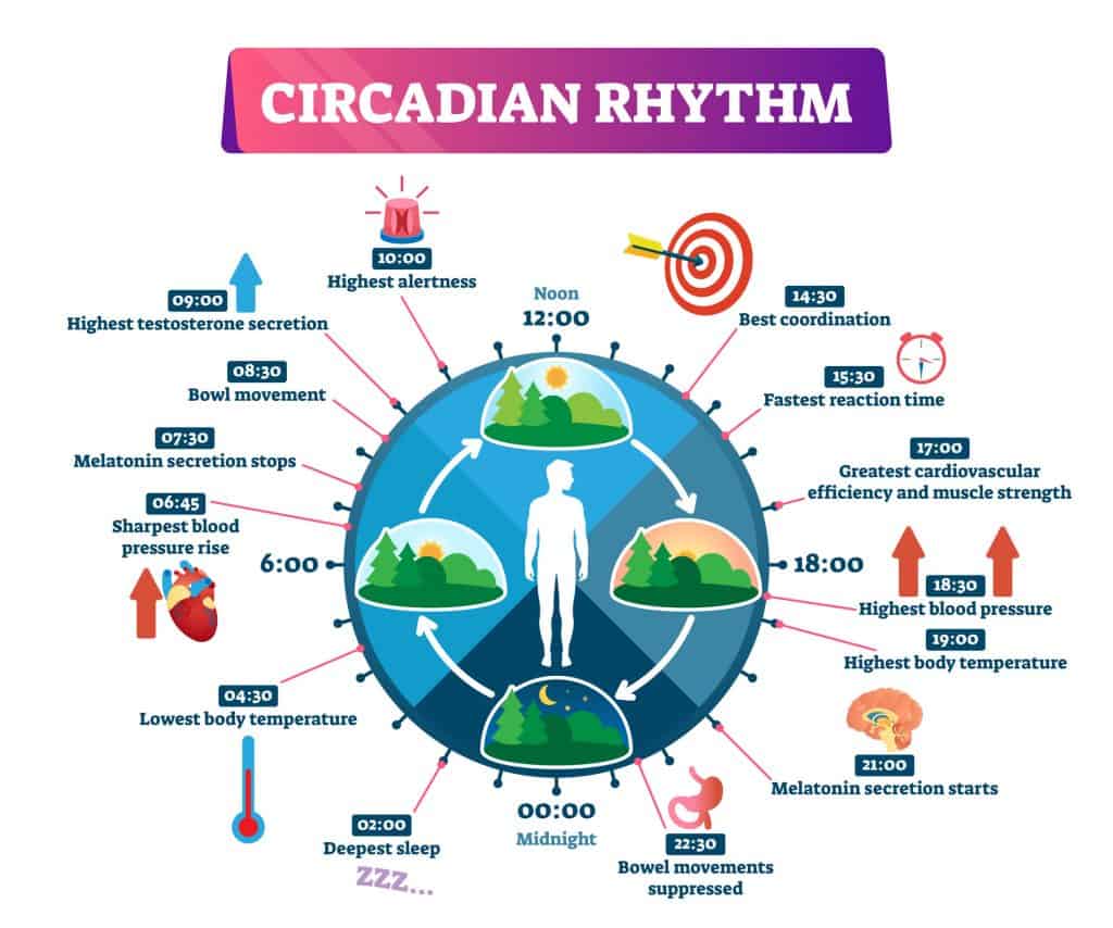 Circadian Rhythms in Humans: Causes of Disorders and Simple Ways to Restore Them