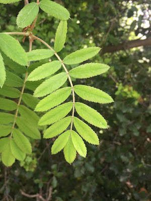 Рябина домашняя (Sorbus domestica)