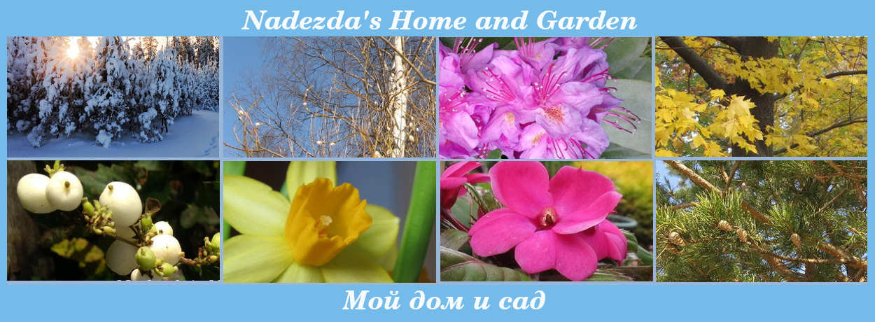             Nadezda's My Home and Garden