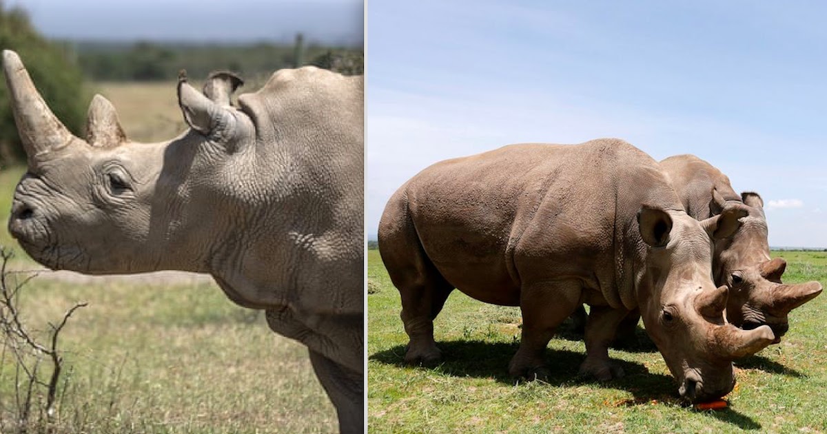 One Of The World's Last Two Northern White Rhinos Retires From Breeding Programme On Ethical Grounds