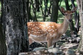 Biblical Dream Meaning of Deer