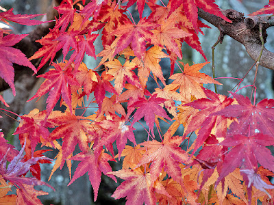 Autumnal colors: Engaku-ji