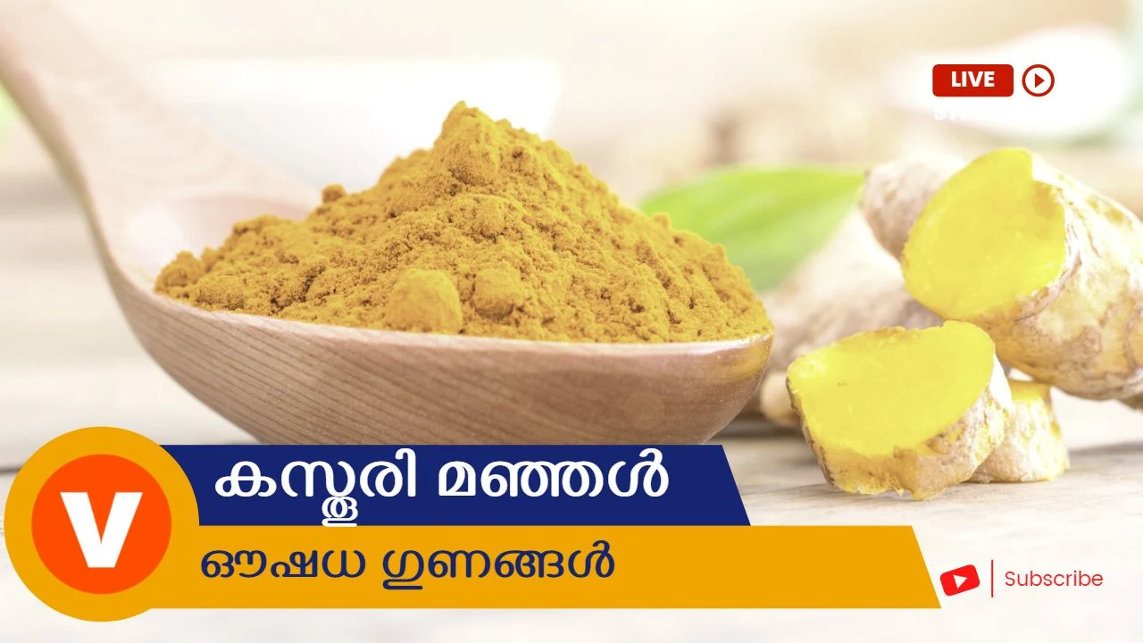 Difference between kasturimanjal and manjakoova, How to plant kasthuri manjal, Vella koova, Original kasthuri manjal malayalam, Kasthuri manjal leaves, Differences between kasturi manjal and manja koova, Manga ginger and turmeric, Kasthuri manjal face pack for fair skin, Beauty, ഉപയോഗിക്കേണ്ട വിധം, Orginal kasthuri manjal, മലയാളം, കൃഷി രീതി, മുഖത്ത് കസ്തൂരി മഞ്ഞൾ ഇടുന്ന വിധം, Wild turmeric, Manja koova, Koova, കൂവ, കസ്‌തൂരി മഞ്ഞൾ, Kasthuri manjal, Kasthoori manjal, Neela koova, Turmeric powder, ക്രീം കസ്തുരി മഞ്ഞൾ, കസ്തൂരി മഞ്ഞള് face pack,കസ്തൂരി മഞ്ഞള് ഫേസ് പാക്ക്,കസ്തൂരി മഞ്ഞള് മുഖം വെളുക്കാന്,കസ്തൂരി മഞ്ഞള് എണ്ണ,കസ്തൂരി മഞ്ഞള് രക്ത ചന്ദനം,കസ്തൂരി മഞ്ഞള് ചെടി,കസ്തൂരി മഞ്ഞള് കൃഷി ചെയ്യുന്ന രീതി,കസ്തൂരി മഞ്ഞള് പൊടി ഉണ്ടാക്കുന്ന വിധം,കസ്തൂരി മഞ്ഞള് വിത്ത്,കസ്തൂരി മഞ്ഞള് പൂവ്,കസ്തൂരി മഞ്ഞള് എങ്ങനെ മുഖത്ത് ഉപയോഗിക്കാം,കസ്തൂരി മഞ്ഞള് പൊടി,കസ്തൂരി മഞ്ഞള് എങ്ങനെ തിരിച്ചറിയാം,കസ്തൂരി മഞ്ഞള് കൃഷി,കസ്തൂരി മഞ്ഞള് ഉപയോഗം,കസ്തൂരി മഞ്ഞള് വില,കസ്തൂരി മഞ്ഞള് എങ്ങനെ ഉപയോഗിക്കാം,കസ്തൂരി മഞ്ഞള് ഗുണങ്ങള്,കസ്തൂരി മഞ്ഞള്,കസ്തൂരി മഞ്ഞള് മുഖത്ത്