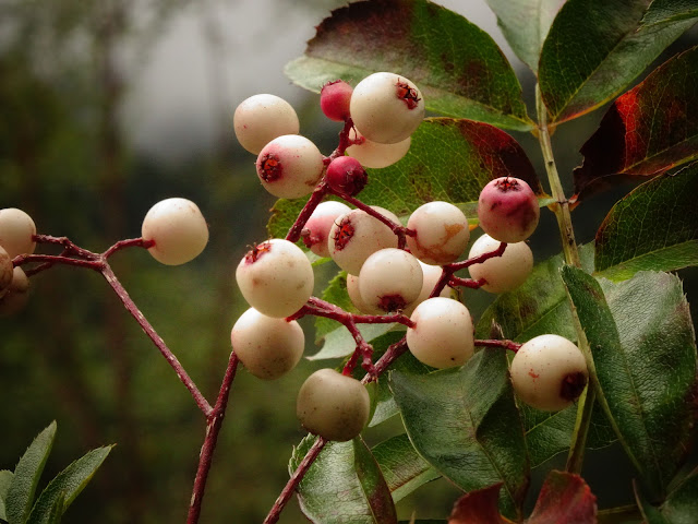 Рябина Курца (Sorbus kurzii)