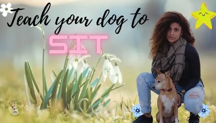 Train your dog to sit in easy steps