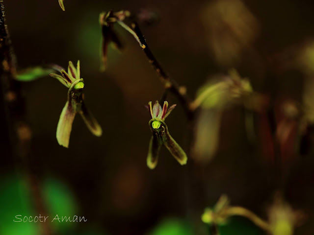 Neottia japonica