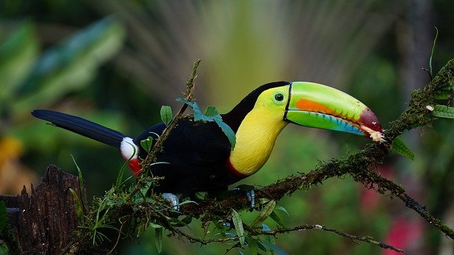 Toucans are one of the most beautiful birds in the world.