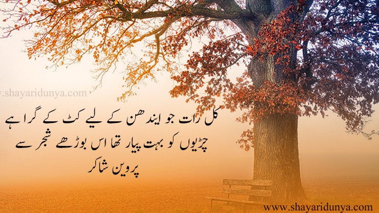 Top 15 famous shajar poetry in urdu | shajar Shayari | shajar 2line poetry | poetry on tree