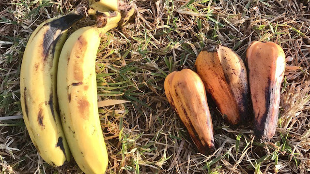 الموز الكاذب: هل تعتبر إثيوبيا "محصولاً عجيباً" لتغير المناخ؟