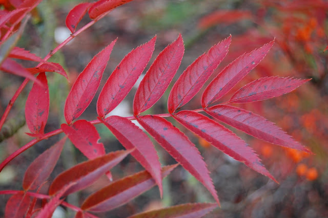 Рябина смешанная (Sorbus commixta)