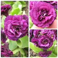 х аурикула 'Gala' ушковые примулы auricula