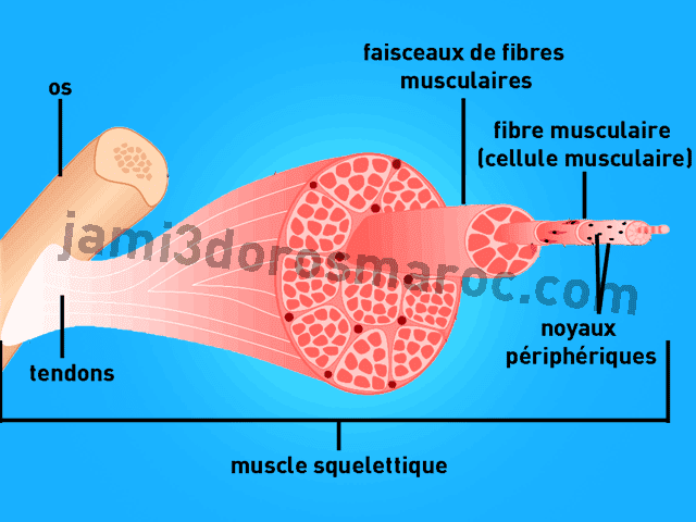 le système musculaire 3ème année collège