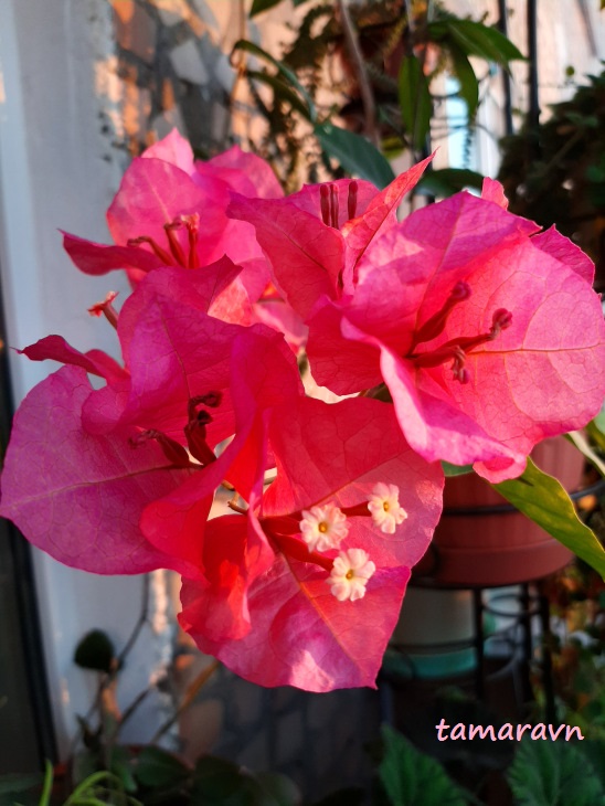 Бугенвиллия (Bougainvillea)