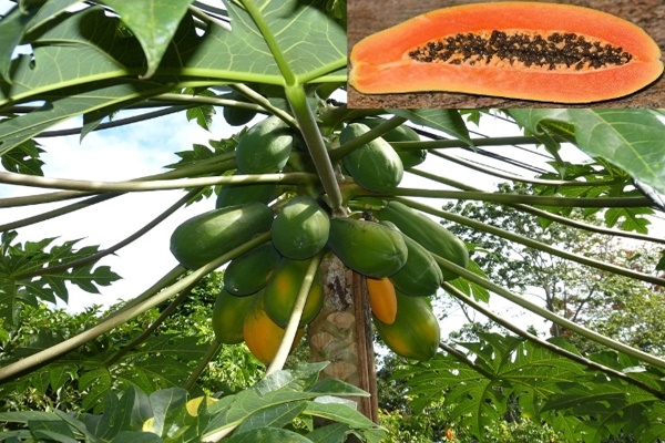 Papaya cultivation