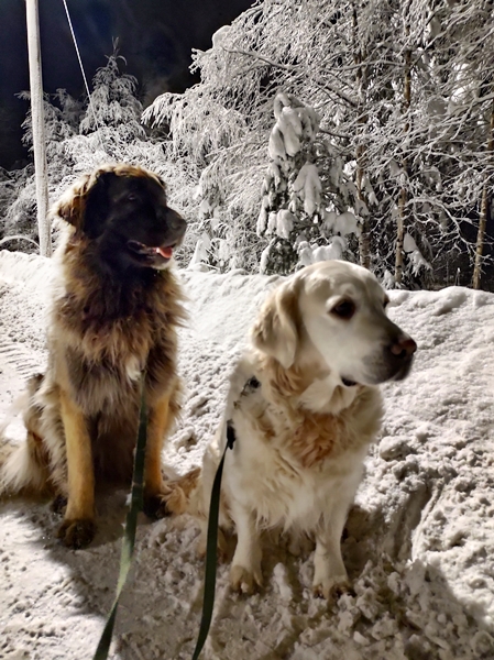 leonberger golden retriever