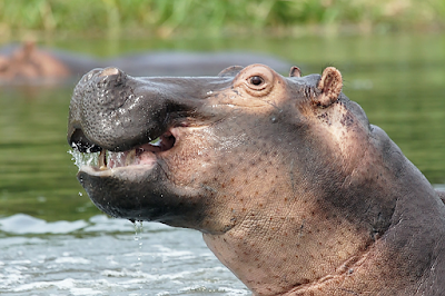 Biblical Dream Meaning of Hippopotamus