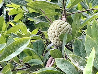 Sharifa fruit hd image download