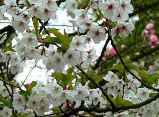 Prunus 'Umineko'