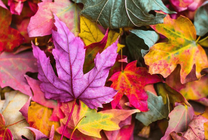 Outono, vamos conferir as características dessa estação suas cores e sabores