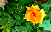 Green leaves surrounding yellow rose