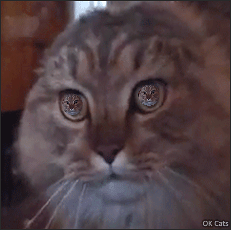 Art Cat GIF • Dramatic cat is overly dramatic! I say NO! NO! NO! NO! NO!”
