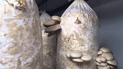 Mushroom farming training in The Duchy of Parma