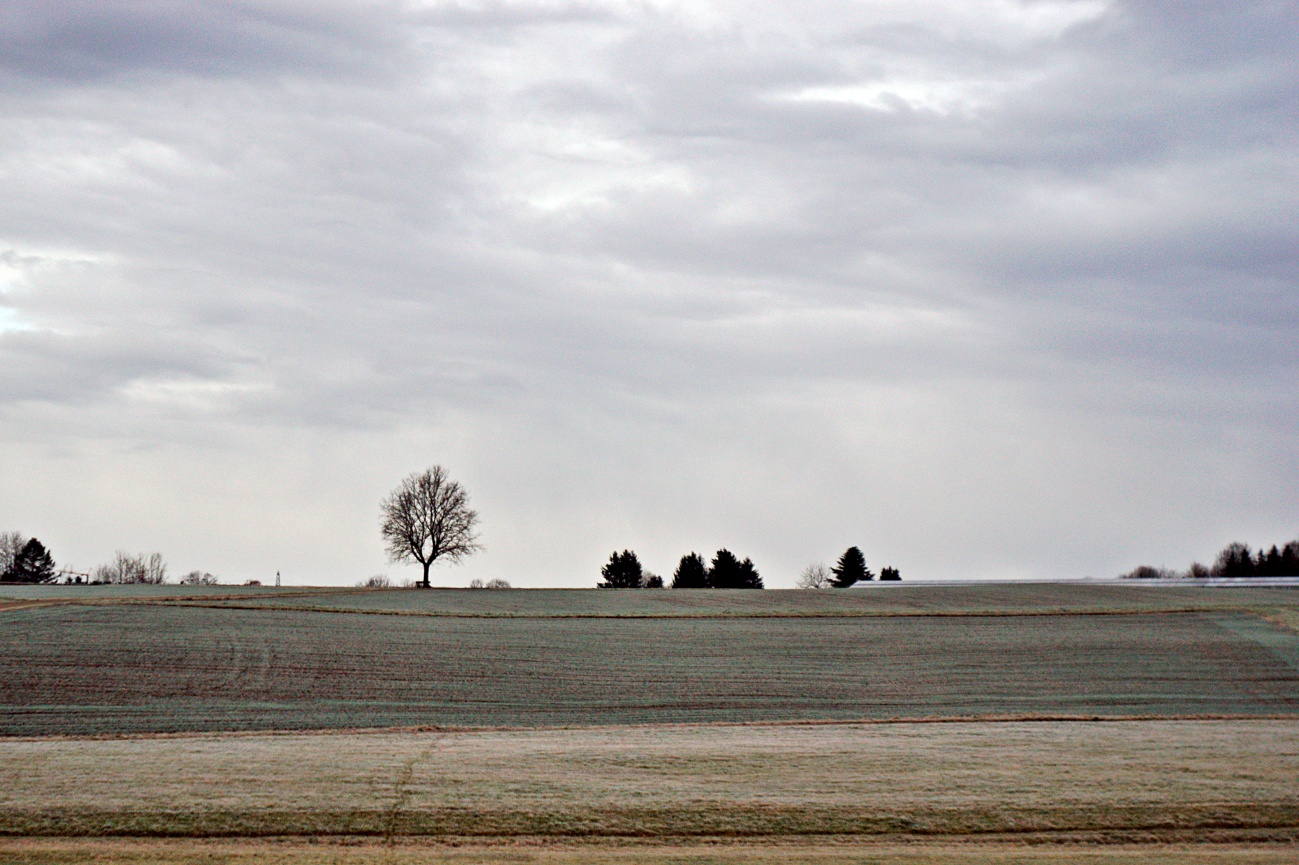 Bild des Tages #168 — Referenzsolitärbaum – Ein Tessar bleibt ein Tessar