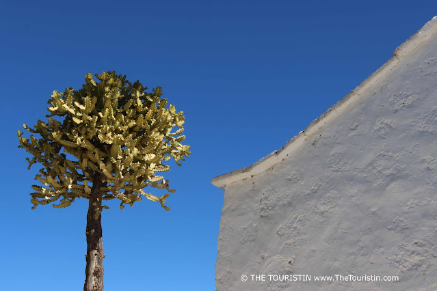 A green cactus tree and the corner of a rustic white-washed cottage under a strikingly blue sky.