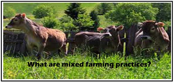 What are mixed farming practices?
