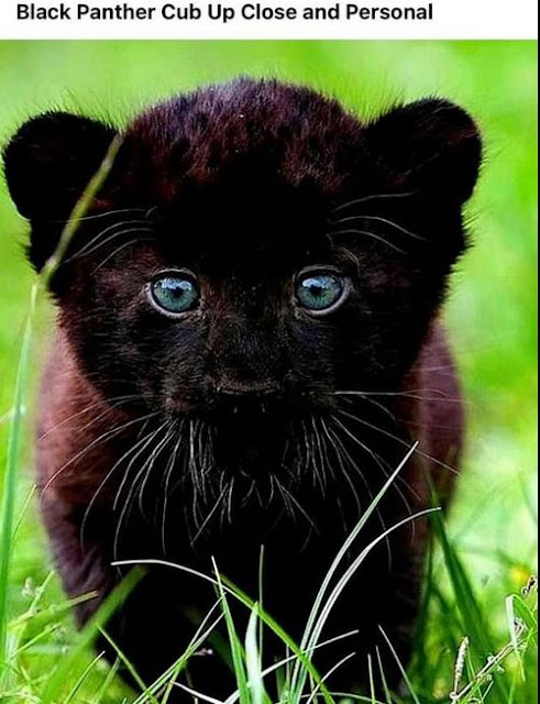 Black Panther Cub